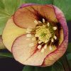 Helleborus Winter Thrillers 'Mango Magic' - Image 2