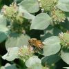 Pycnanthemum muticum - Image 2