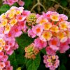 Lantana camara 'Mozelle'