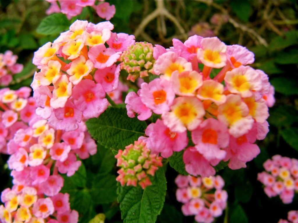 Lantana camara ‘Mozelle’ Kiefer Nursery Trees, Shrubs, Perennials