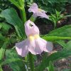 Mimulus ringens - Image 3
