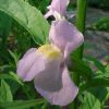 Mimulus ringens - Image 2