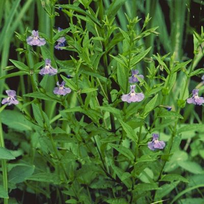 Mimulus ringens