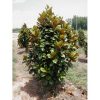 Magnolia grandiflora 'Southern Charm' PP13049