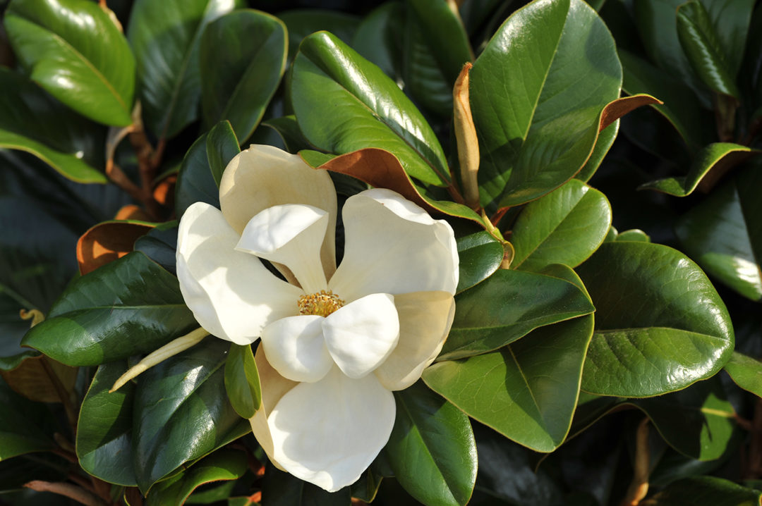 Magnolia grandiflora ‘Southern Charm’ PP13049 Kiefer Nursery Trees