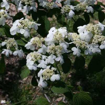 Viburnum plicatum f. tomentosum 'Mariesii'