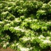 Viburnum plicatum f. tomentosum 'Mariesii' - Image 3