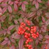 Nandina domestica 'Compacta' - Image 2