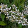 Nandina domestica 'Compacta' - Image 3
