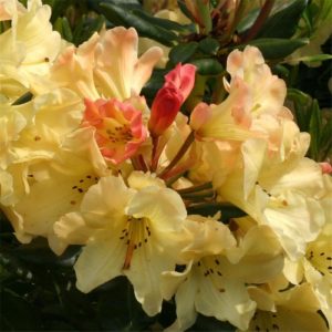 Rhododendron ‘Nancy Evans’ | Kiefer Nursery: Trees, Shrubs, Perennials