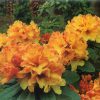 Rhododendron  'Nancy Evans' - Image 3