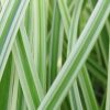 Carex morrowii 'Silver Sceptre'