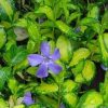 Vinca minor 'Illumination' - Image 3