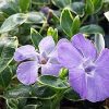 Vinca minor 'Ralph Shugert'