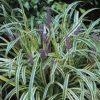 Liriope muscari 'Silvery Sunproof' - Image 3