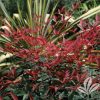 Nandina domestica 'Harbour Belle'