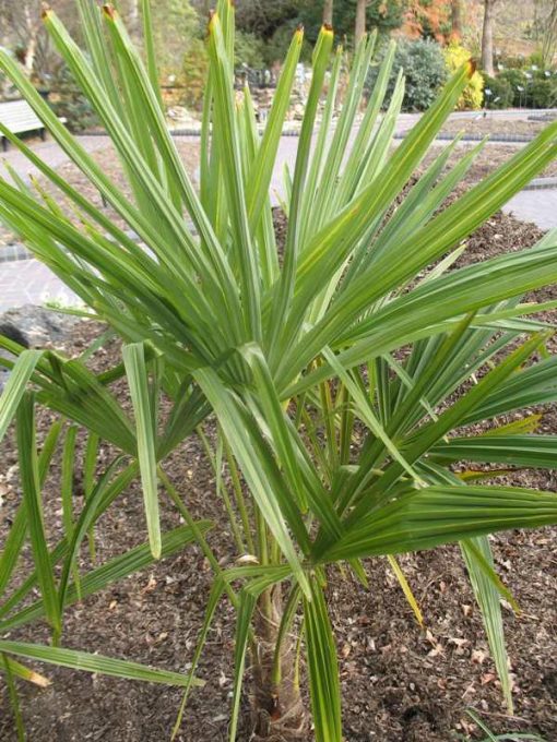 Rhapidophyllum hystrix - Image 3