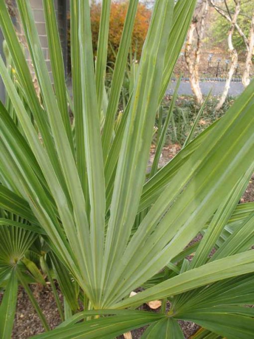 Rhapidophyllum hystrix