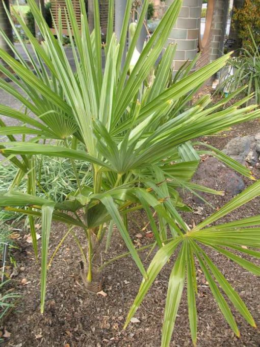 Rhapidophyllum hystrix - Image 2