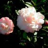 Camellia sasanqua 'Green 99-012'  PP#20453 - Image 3