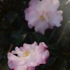 Camellia sasanqua 'Green 94-035' - Image 2