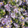 Aster (Symphyotrichum) oblongifolium 'October Skies'