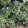 Osmanthus x fortunei 'Fruitlandii'