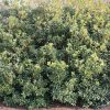 Osmanthus x fortunei 'Fruitlandii' - Image 3