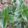 Osmanthus x fortunei - Image 2