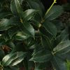 Osmanthus x fortunei