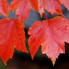 Acer rubrum 'October Glory'