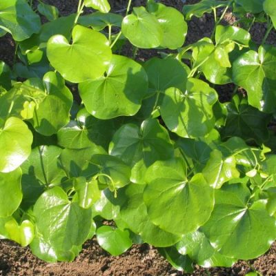 Cercis canadensis var. texensis 'Oklahoma'