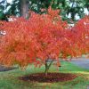 Acer palmatum 'Omure yama'