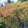 Acer palmatum 'Omure yama' - Image 3