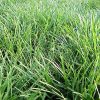 Ophiopogon japonicus - Image 2