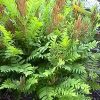 Osmunda regalis var regalis