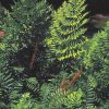 Osmunda regalis var regalis - Image 3
