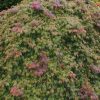 Acer palmatum var. dissectum 'Orangeola' - Image 2