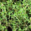 Thymus fragrantissimus