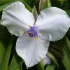 Tradescantia x andersoniana 'Osprey' - Image 2