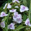 Tradescantia x andersoniana 'Osprey'