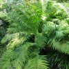 Matteuccia struthiopteris 'The King'