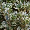 Osmanthus heterophyllus 'Variegatus'