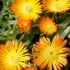 Delosperma Wheels of Wonder® Orange Wonder - Image 2