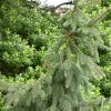 Picea abies 'Acrocona'