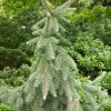 Picea abies 'Acrocona' - Image 2