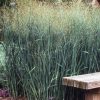 Panicum virgatum 'Heavy Metal' - Image 2