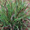 Panicum virgatum 'Shenandoah' - Image 2
