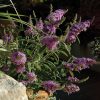 Buddleia 'Buzz Magenta' - Image 3