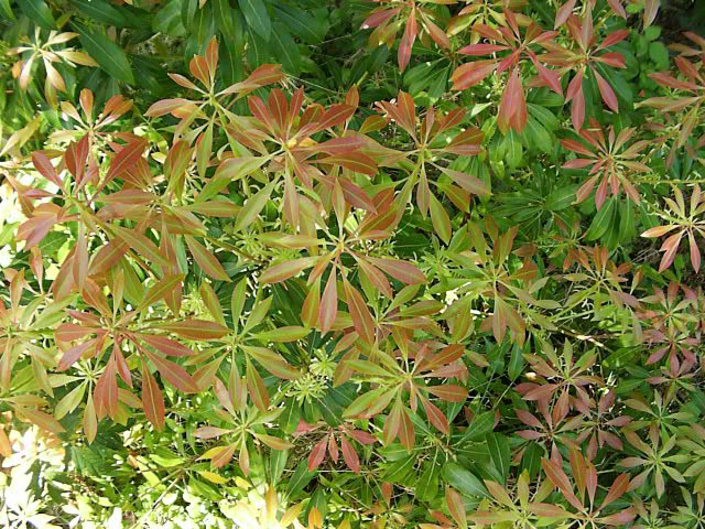 japonica pieris compacta shrubs